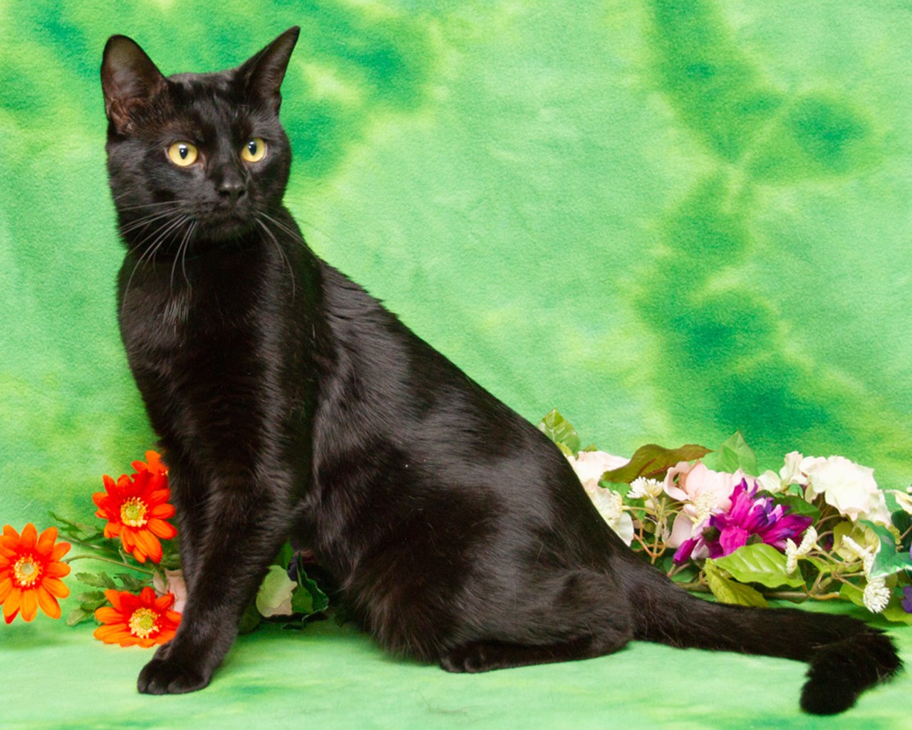 NAME: Bolt
GENDER: Male
BREED: Domestic Short Hair
AGE: 3 years
WEIGHT: 12 pounds
SPECIAL CONSIDERATIONS: Bolt may prefer a home with older children.
REASON I CAME TO MHS: Homeless in Livonia
LOCATION: Premier Pet Supply of Novi
ID NUMBER: 868952