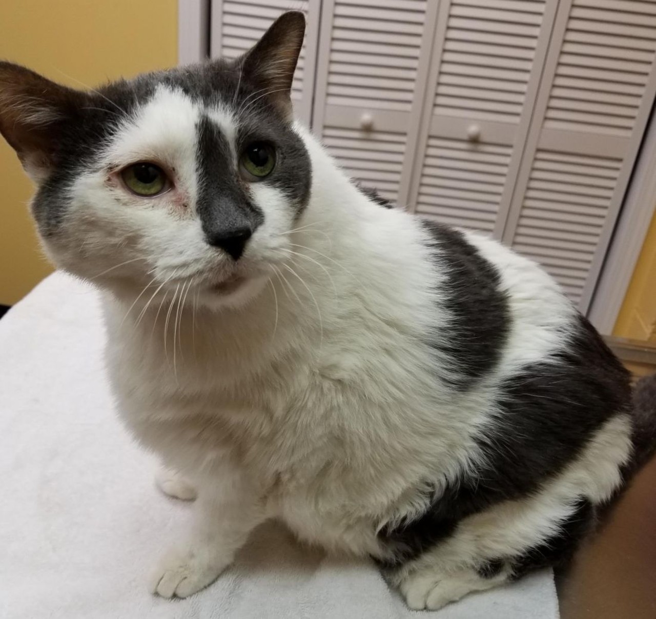 NAME: Toby
GENDER: Male
BREED: Domestic Short Hair
AGE: 12 years
WEIGHT: 20 pounds
SPECIAL CONSIDERATIONS: Children may startle him
REASON I CAME TO MHS: Agency transfer
LOCATION: Berman Center for Animal Care in Westland
ID NUMBER: 863052
