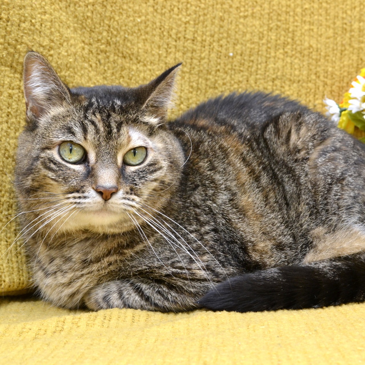 NAME:  Princess 
GENDER: Female
BREED: Domestic Short Hair
AGE: 10 years, 1 month
WEIGHT: 10 pounds
SPECIAL CONSIDERATIONS: None
REASON I CAME TO MHS: Owner surrender
LOCATION: Berman Center for Animal Care in Westland
ID NUMBER: 867102
