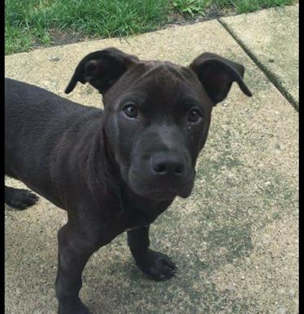  Thor
Cane Corso Mastiff & American Staffordshire Mix | Male | Puppy 
Thor is about to be big as hell. Look out!