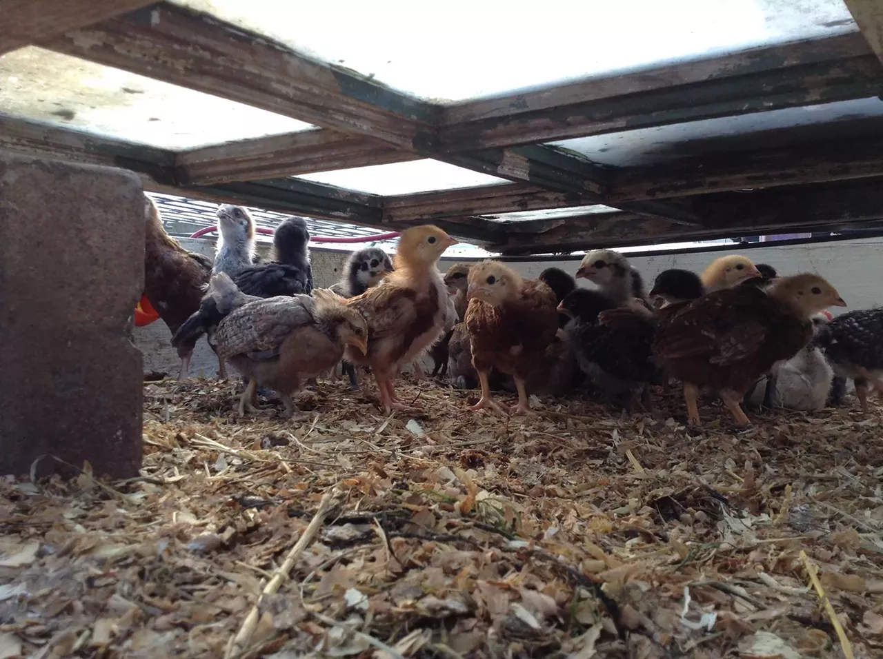 Detroit in bloom a look at the city's urban farms and gardens