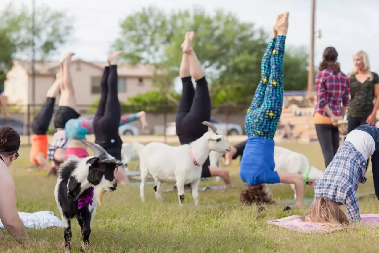 Goat Yoga  
Apparently, goats are like little head-butting zen masters. The latest yoga trend invites these bleating beasts to bring joy to your practice. Word has it, they love b-a-a-a-a-a-ck bends the most because goats will stand on you.
Goat Yoga,161 Frost Rd., Williamston;  Facebook 
Photo via Facebook