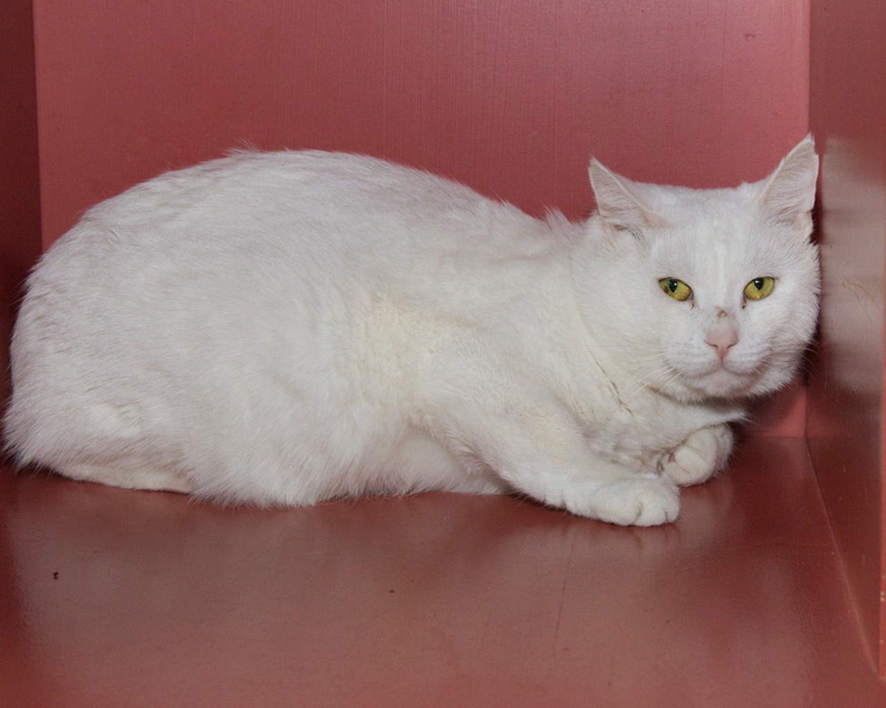  NAME: Nieve
GENDER: Male
BREED: Domestic short hair
AGE: 5 years, 1 month
WEIGHT: 13 pounds
SPECIAL CONSIDERATIONS: May not be a good fit for children
REASON I CAME TO MHS: Owner surrender
LOCATION: Berman Center for Animal Care in Westland
ID NUMBER: 859725