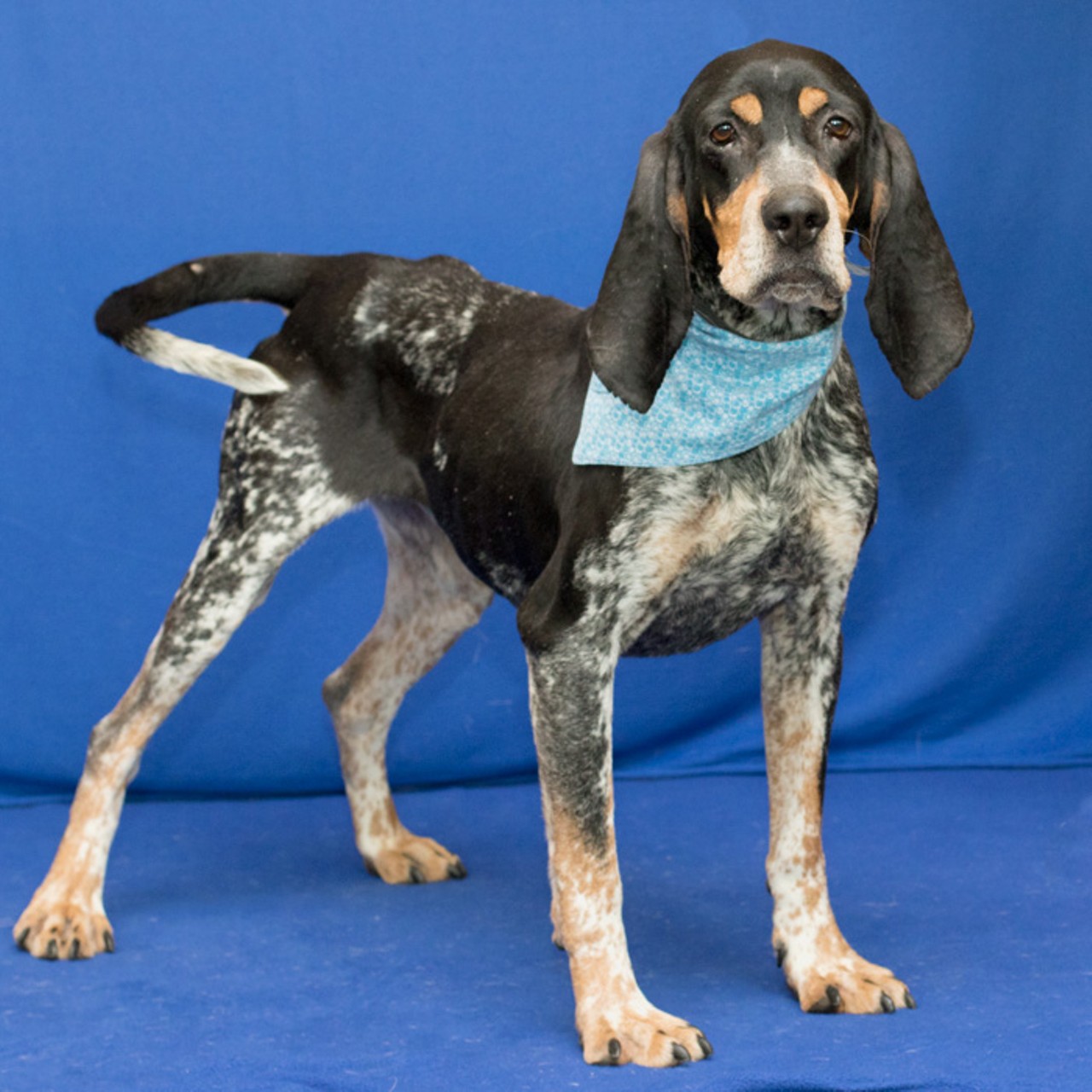 8 adoptable Detroit pets, including a coonhound named Clem | Detroit |  Detroit Metro Times