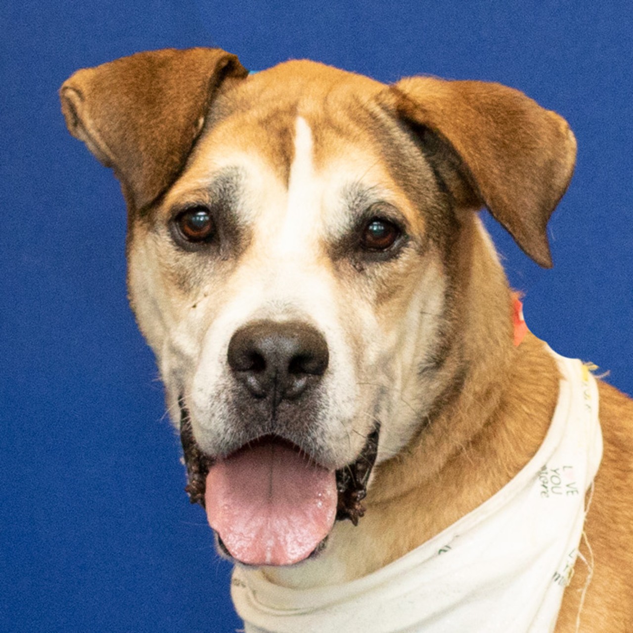NAME:Gayle 
GENDER: Female
BREED: Shepherd-Hound mix 
AGE: 6 years, 1 month 
WEIGHT: 54 pounds
SPECIAL CONSIDERATIONS: Gayle prefers a home with older or no children and no other pets. 
REASON I CAME TO MHS: Homeless in Redford 
LOCATION: Berman Center for Animal Care in Westland 
ID NUMBER: 868803 