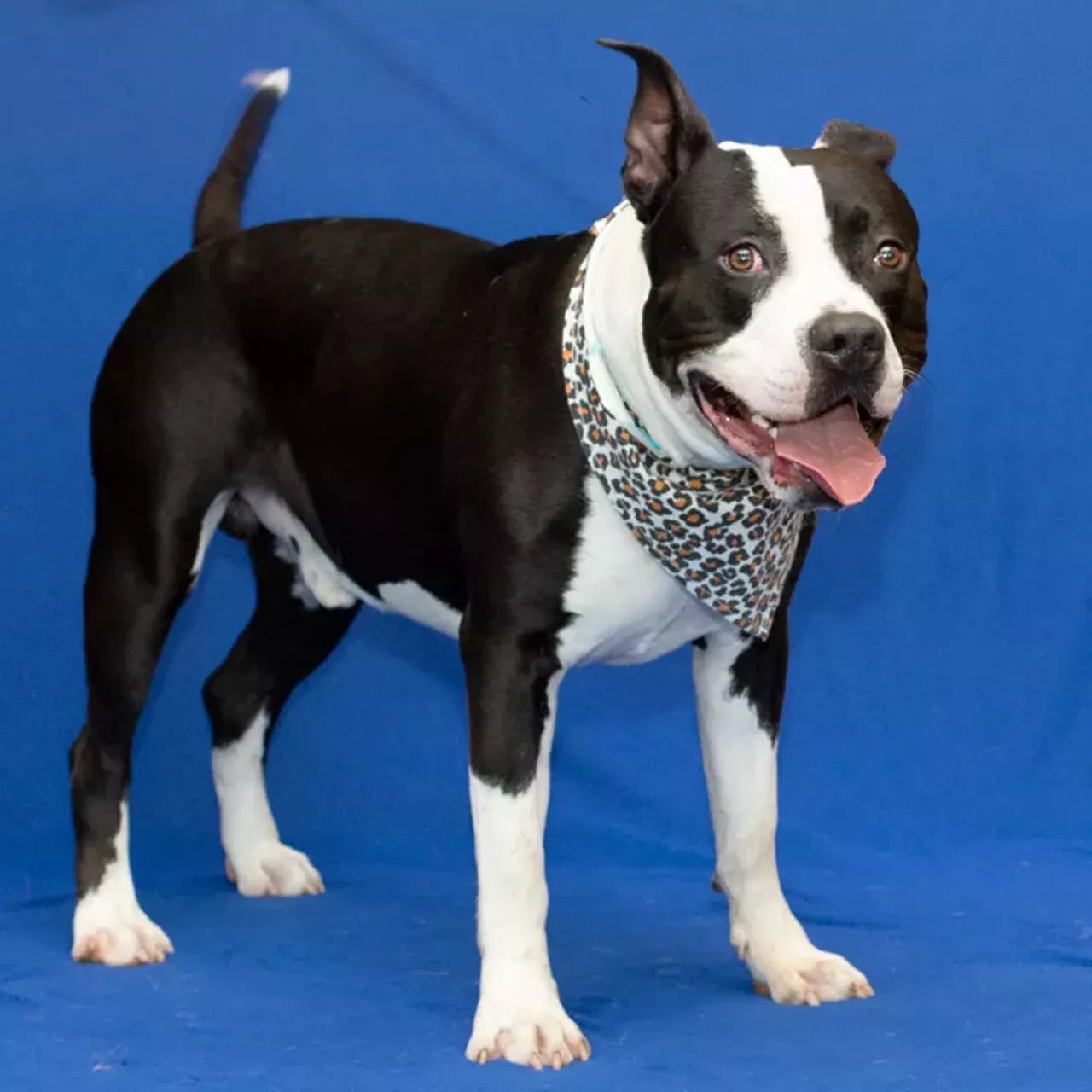 8 plus-sized pets in need of homes in metro Detroit, including a dog named Princess Bubblegum | Detroit | Detroit Metro Times 8 plus-sized pets in need of homes in metro Detroit, including a dog named Princess Bubblegum | Detroit | Detroit Metro Times