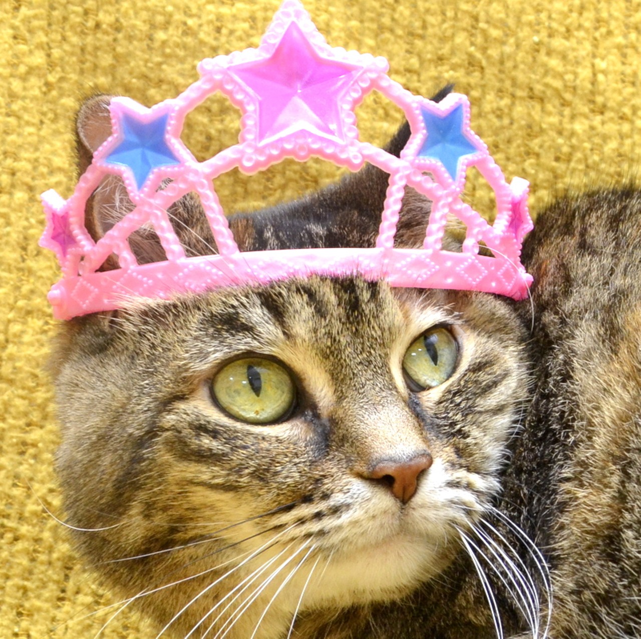 NAME:  Princess 
GENDER: Female
BREED: Domestic Short Hair
AGE: 10 years, 1 month
WEIGHT: 10 pounds
SPECIAL CONSIDERATIONS: None
REASON I CAME TO MHS: Owner surrender
LOCATION: Berman Center for Animal Care in Westland
ID NUMBER: 867102