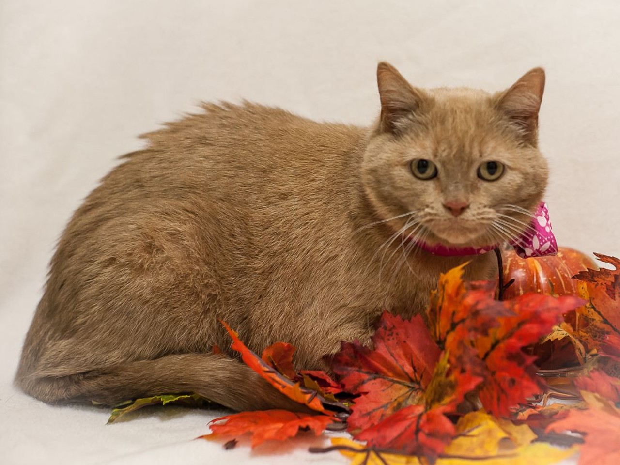 NAME: Pumpkin
GENDER: Female
BREED: Domestic Short Hair
AGE: 4 years, 2 months
WEIGHT: 9 pounds
SPECIAL CONSIDERATIONS: Children may startle her
REASON I CAME TO MHS: Owner surrender
LOCATION: PetSmart of Roseville
ID NUMBER: 860080