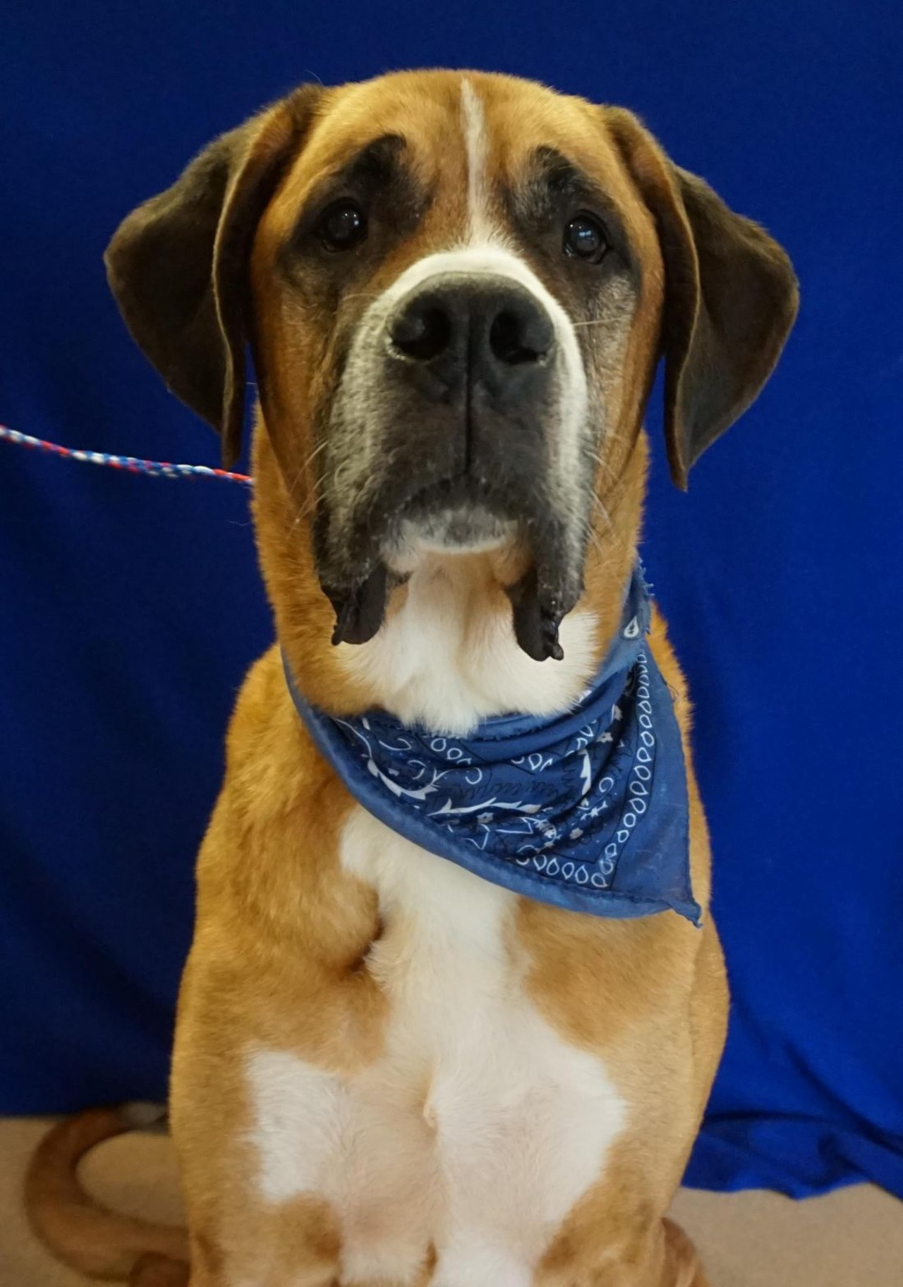 NAME: Taz
GENDER: Male
BREED: Saint Bernard-Great Dane mix
AGE: 6 years
WEIGHT: 108 pounds
SPECIAL CONSIDERATIONS: Very active and energetic
REASON I CAME TO MHS: Agency transfer
LOCATION: Petco of Sterling Heights
ID NUMBER: 862075