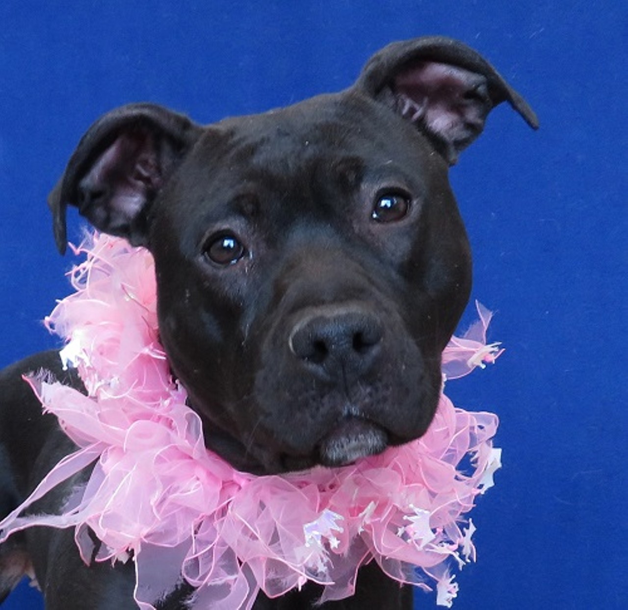NAME: Avianna
GENDER: Female 
BREED: Pit Bull 
AGE: 3 years, 1 month 
WEIGHT: 36 pounds 
SPECIAL CONSIDERATIONS: None 
REASON I CAME TO MHS: Rescued in Detroit
LOCATION: Petco of Sterling Heights
ID NUMBER: 866059