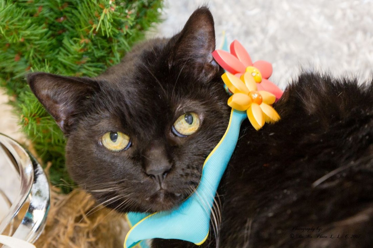 NAME: Sweet Shadow
GENDER: Female
BREED: Domestic Short Hair
AGE: 13 years, 2 months
WEIGHT: 11 pounds
SPECIAL CONSIDERATIONS: May prefer to be your only cat
REASON I CAME TO MHS: Owner surrender
LOCATION: Petco of Sterling Heights
ID NUMBER: 860808