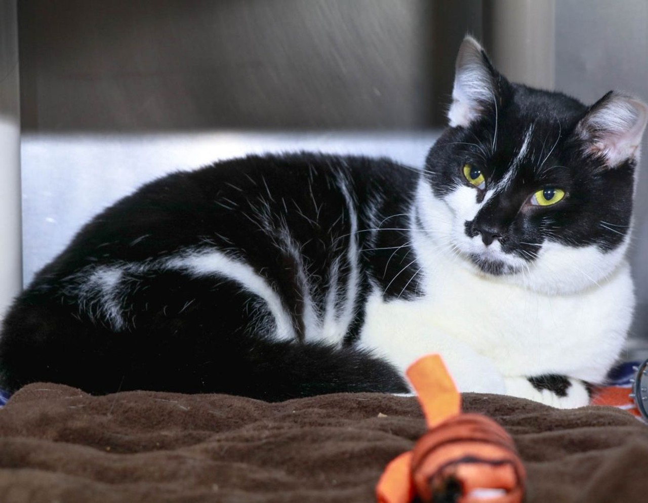 NAME: Aston
GENDER: Male
BREED: Domestic Short Hair
AGE: 10 months
WEIGHT: 9 pounds
SPECIAL CONSIDERATIONS: &#147;Hard-working&#148;, or barn cat
REASON I CAME TO MHS: Owner surrender
LOCATION: Rochester Hills Center for Animal Care
ID NUMBER: 856404