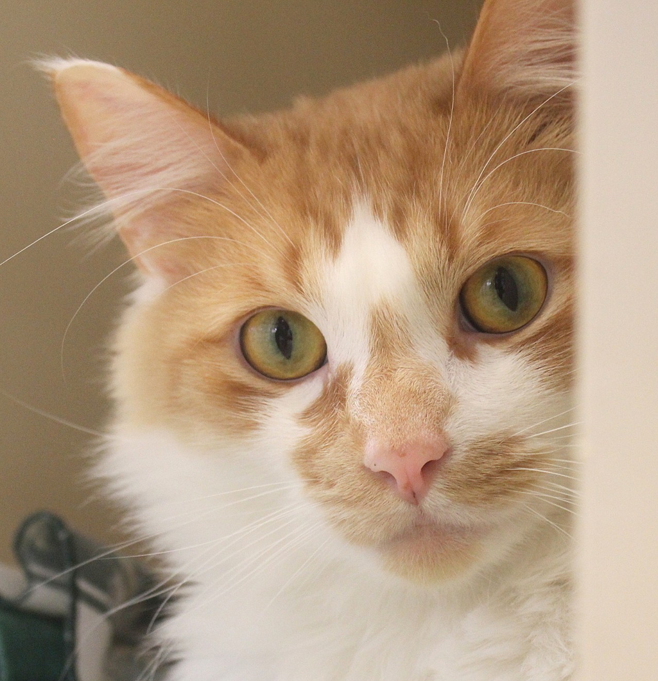 NAME: King Arthur
GENDER: Male
BREED: Domestic Medium Hair
AGE: 3 years
WEIGHT: 10 pounds
SPECIAL CONSIDERATIONS: &#147;Hard-working&#148;, or barn cat
REASON I CAME TO MHS: Owner surrender
LOCATION: Mackey Center for Animal Care in Detroit
ID NUMBER: 862689