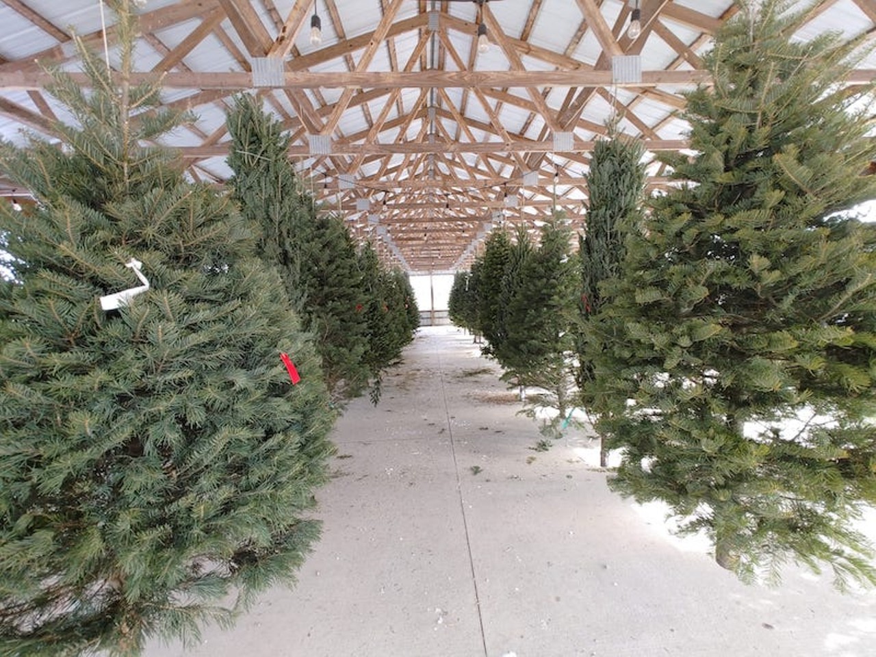 Find the perfect Christmas tree at one of these Michigan tree farms