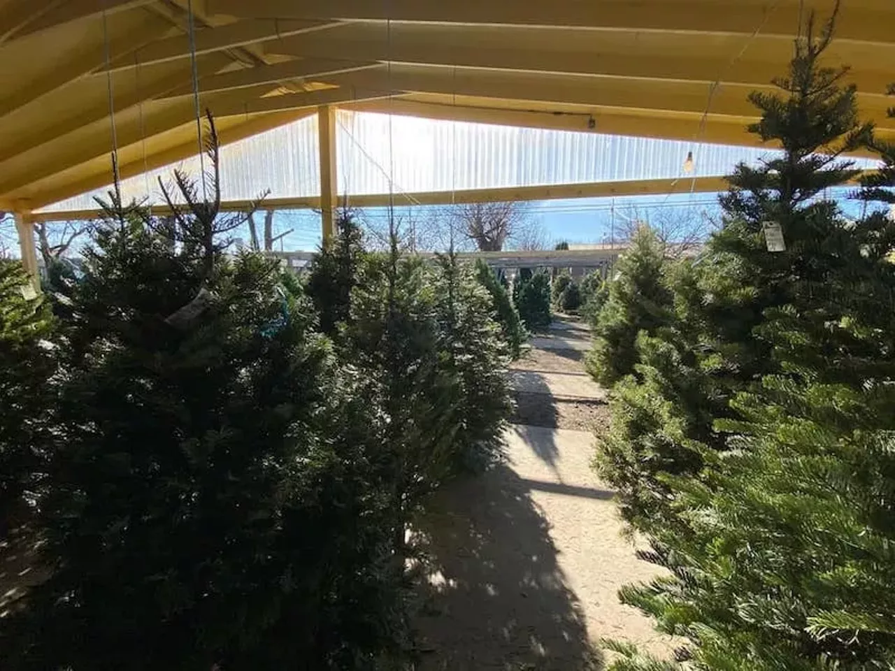 Find the perfect Christmas tree at one of these Michigan tree farms