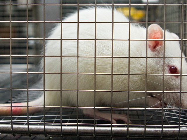 University of Michigan researchers under fire for fraudulent animal experiments