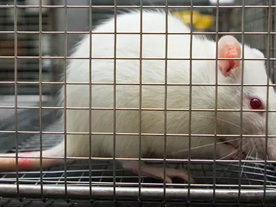 Image: University of Michigan researchers under fire for fraudulent animal experiments