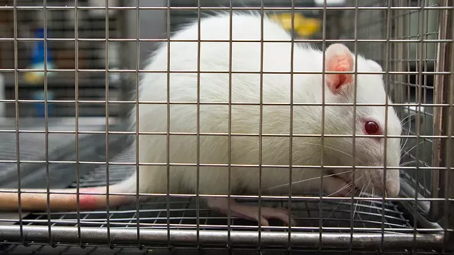 Image: University of Michigan researchers under fire for fraudulent animal experiments