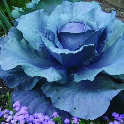 Image: Urban Farms and Gardens of Detroit