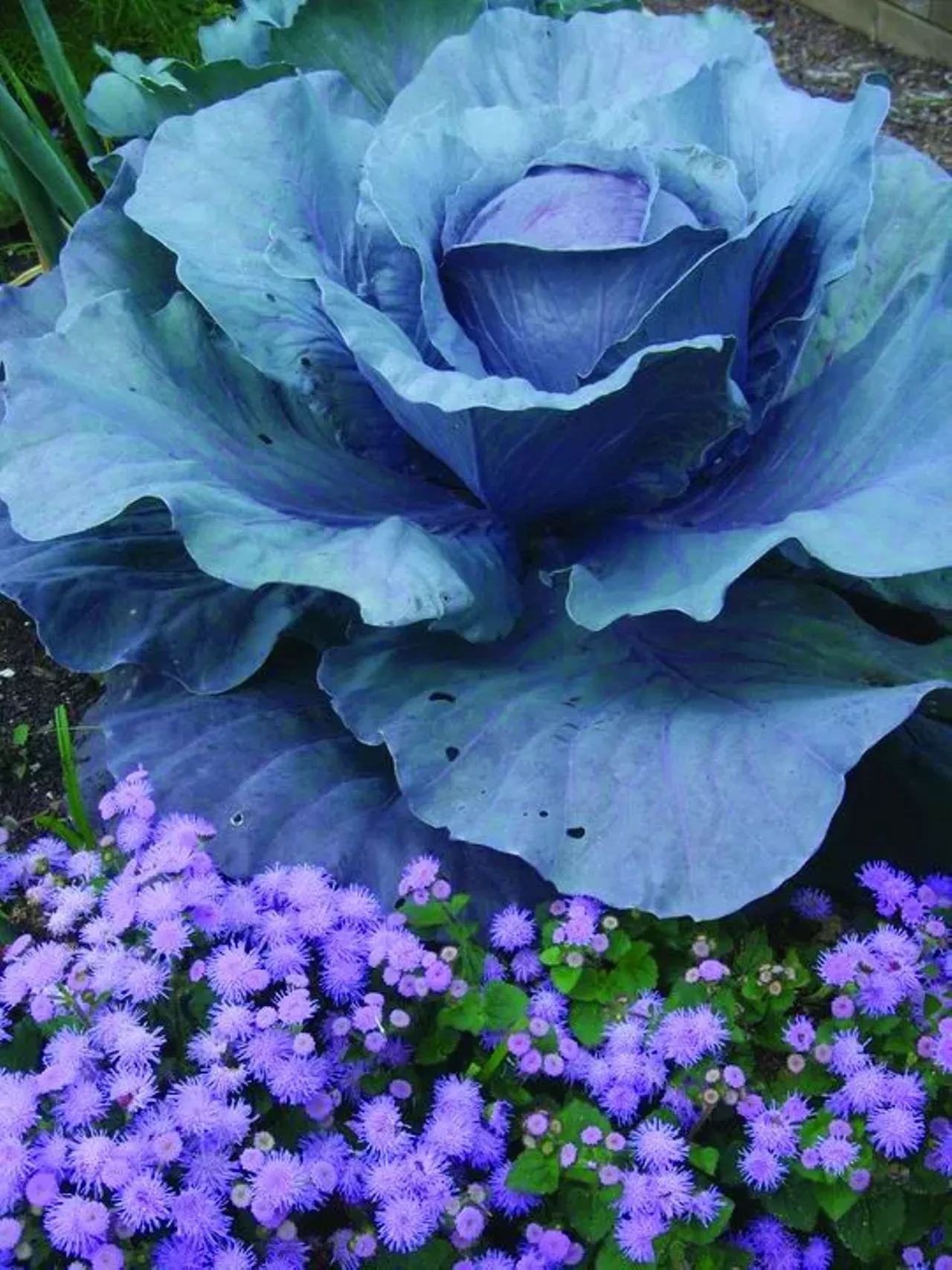 Image: Urban Farms and Gardens of Detroit
