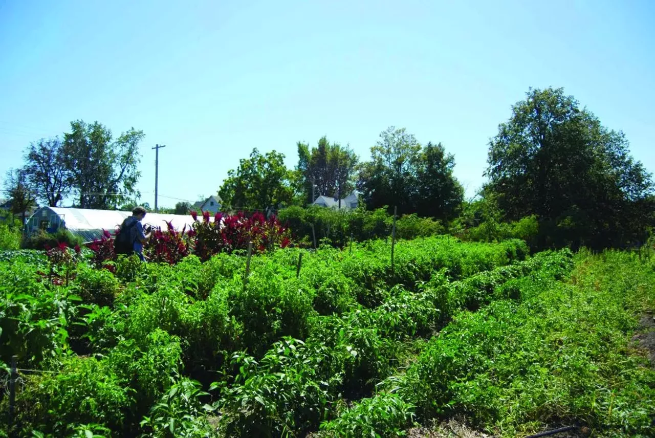 Image: Urban Farms and Gardens of Detroit