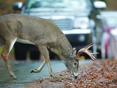Image: We’ll eat on the road