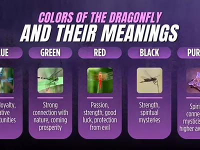 Image: What Does It Mean When a Dragonfly Lands on You?